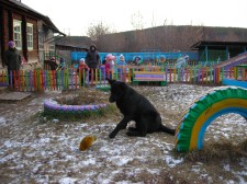 Собака в детском саду