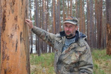 Лесопатолог Андрей Владимирович Дмитриев осматривает поврежденные деревья