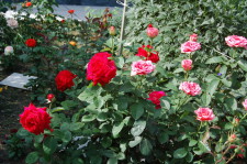 Усадьба Суриных Розы